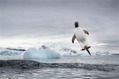 What genre of music is most popular, and does it really matter if penguins can dance to it?